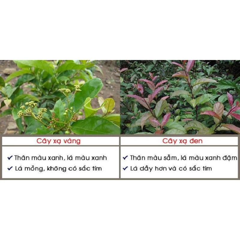CÂY XẠ ĐEN GIỐNG