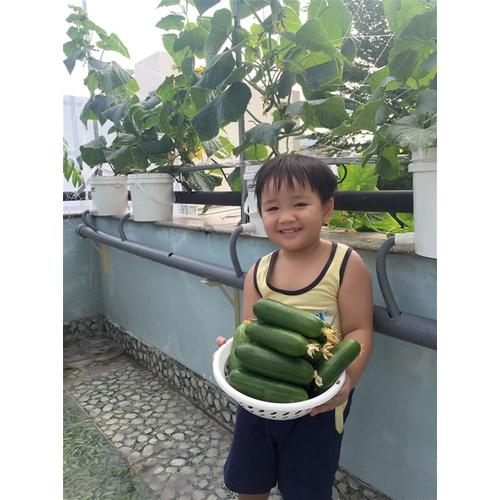 Hạt giống Dưa chuột nếp ta