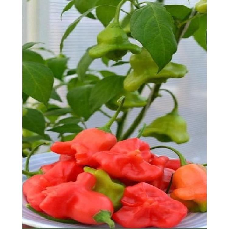 Hạt giống ớt chuông gió 30 hạt/gói
