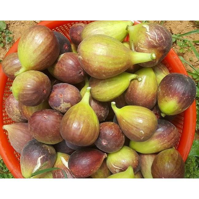 Cây giống SUNG MỸ- GIỐNG F1
