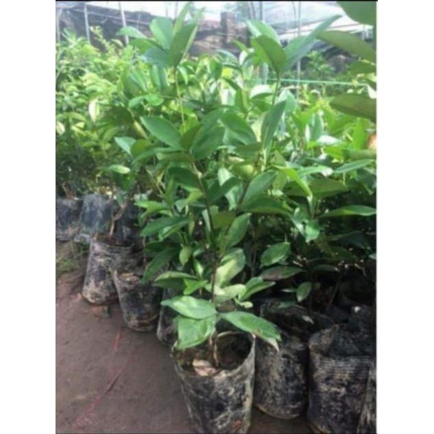 Sản phẩm CÂY GIỐNG CHERRY BRAZIL
