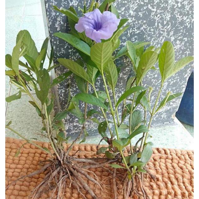 Cây giống cây quả nổ