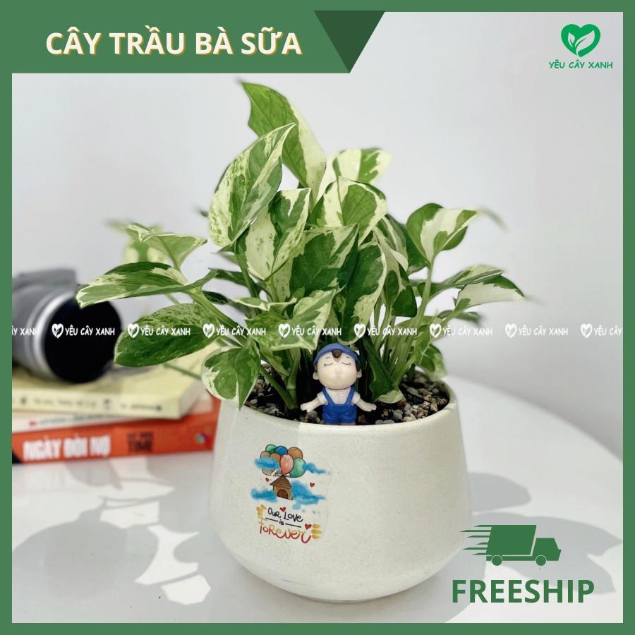 Cây Trầu Bà Cẩm Thạch để bàn - Cây Trầu Bà Sữa dễ chăm sóc