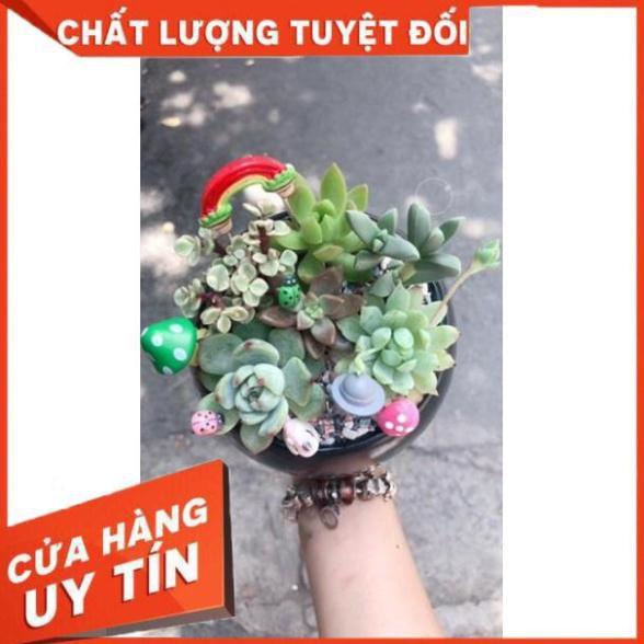 Chậu tiểu cảnh 04