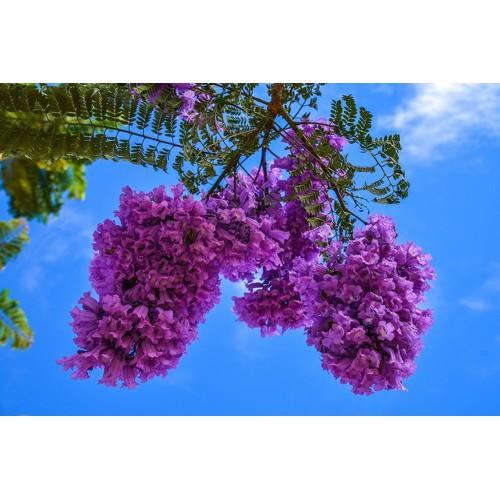 Hoa phượng tím chùm ớt đà lạt- hàng gửi đi nguyên bầu giống - HPTCODL