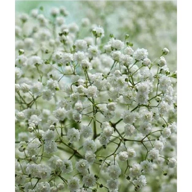 Hạt Giống Hoa Baby Hoa Trắng KNS3636 - Gói 50 hạt