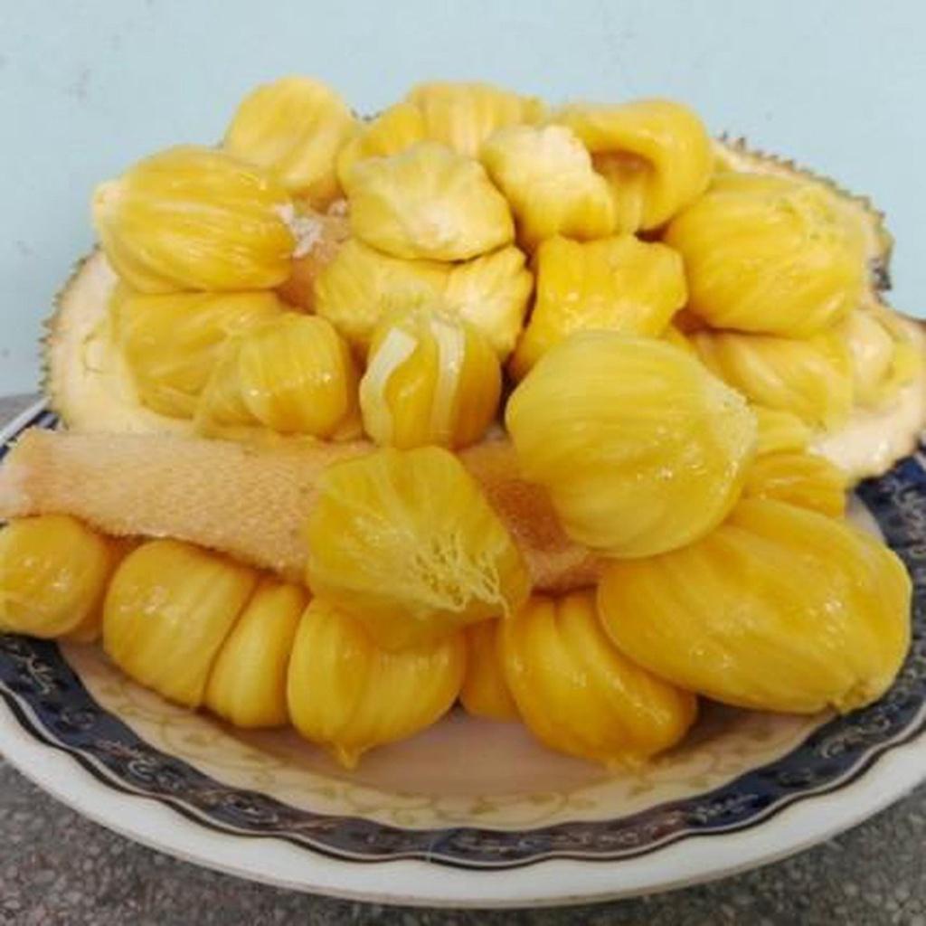 Cây giống Mít Tố Nữ ghép