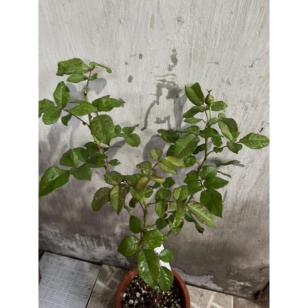 Hoa Hồng ngoại Kizuna tree nguyên thân