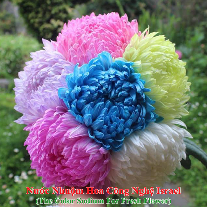 Dung Dịch Nhuộm Hoa Cắt Cành Đổi Màu theo Công Nghệ Israel giúp hoa nhuộm đổi màu theo ý muốn – The Color Sodium for Fresh Flowers