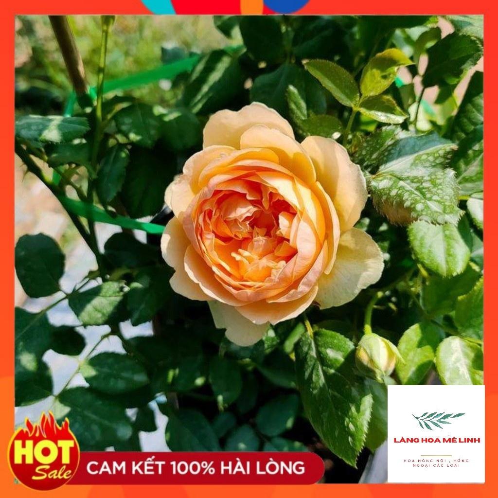 Hoa hồng ngoại Masora rose Hoa đẹp thơm-cây to trưởng thành