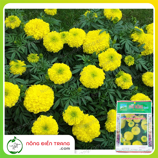 Hạt Giống Vạn Thọ Cây Lở Vàng Chanh Hiro Phú Nông - Gói 15 Hạt - Sinh Trưởng Khỏe, Kháng Bệnh Tốt VTNN Nông Điền Trang