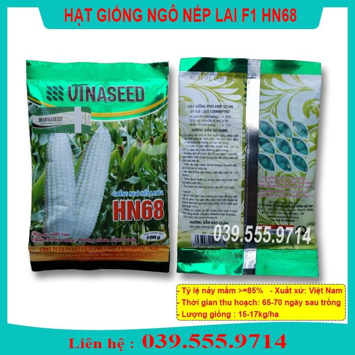 HẠT GIỐNG NGÔ NẾP LAI HN68  - HẠT NGÔ TO ĐỀU DẺO THƠM NGON