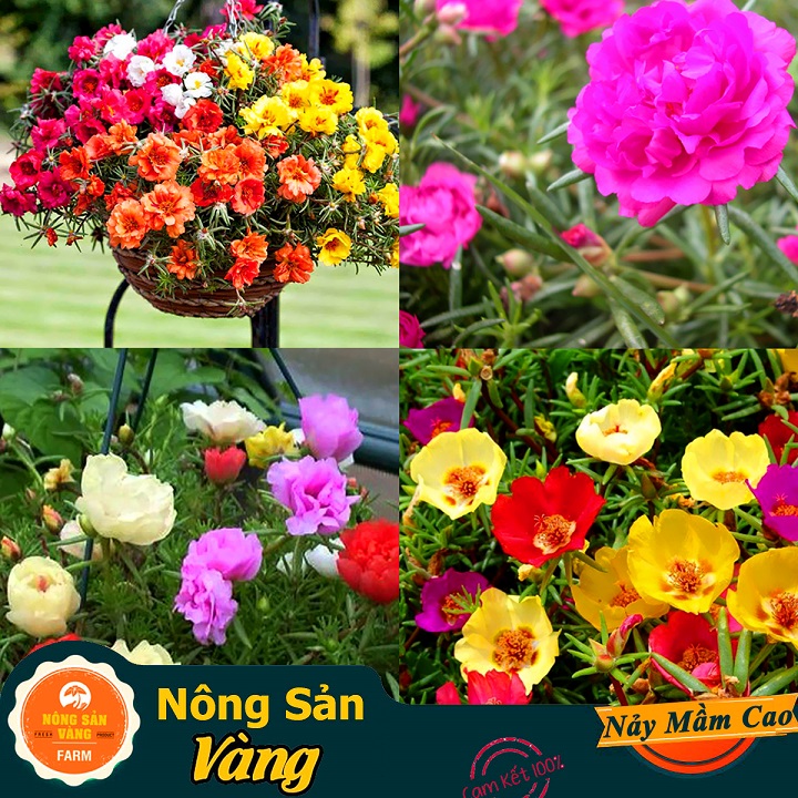 Hạt giống Hoa Mười Giờ Mỹ Nhiều Màu ( Gói 100 hạt ) - Nông Sản Vàng