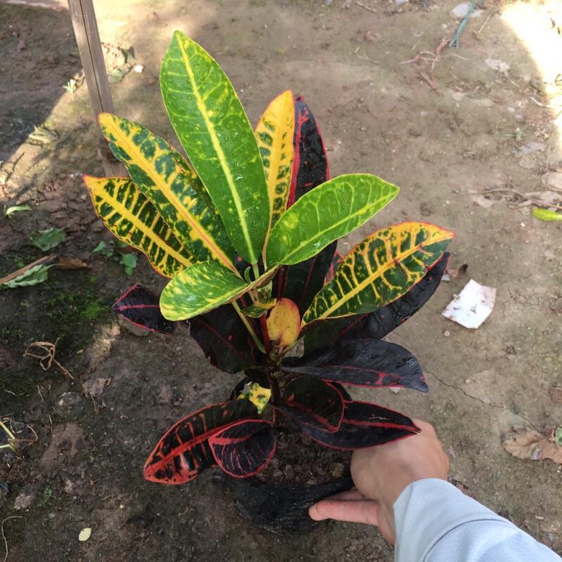 Cây vàng anh lá mít trồng trong bịch đen cao 20-25cm