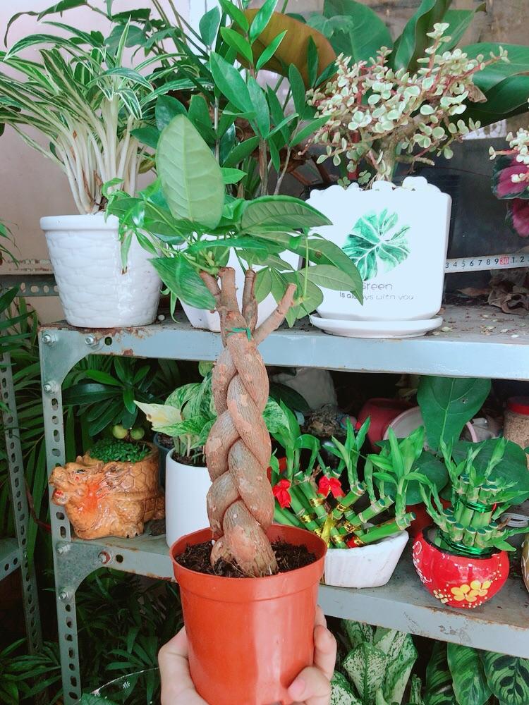 Kim Ngân Thắt Bính 3 Thân