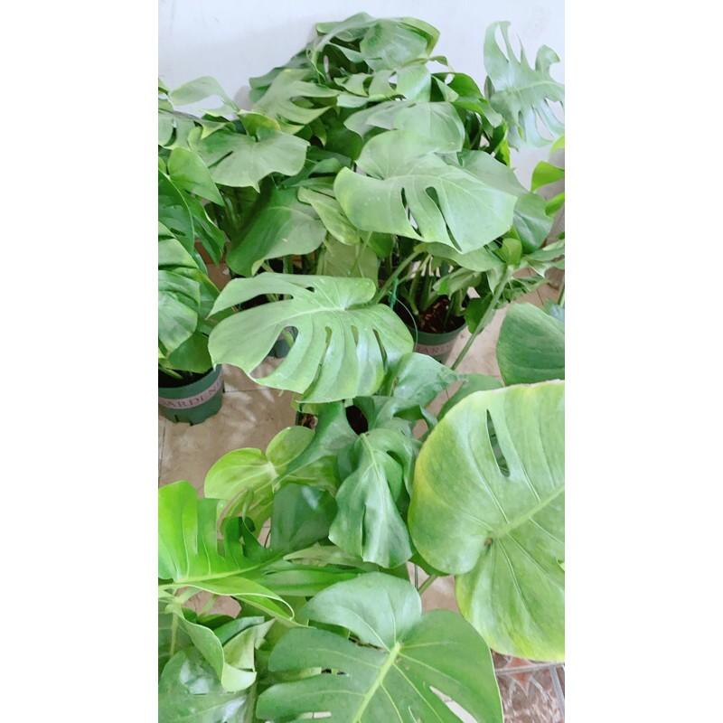 Trầu Bà Lá Rách