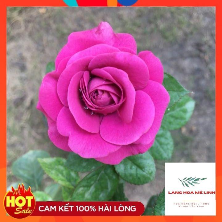 Hoa Hồng Tezza Tím – Hoa hồng bụi nhiệt đới căng tràn sức sống