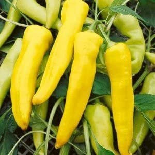 Hạt giống ớt sừng vàng Banana cao sản - gói 15 hạt