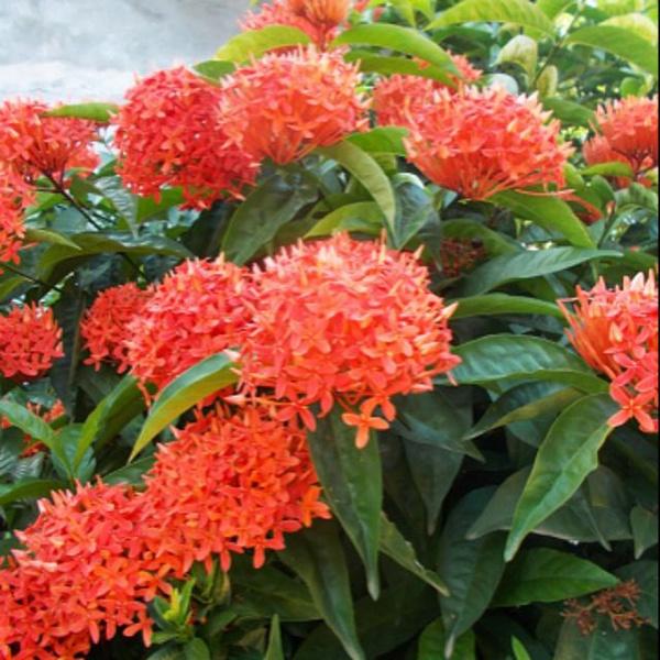 Cây Giống Hoa Mẫu Đơn