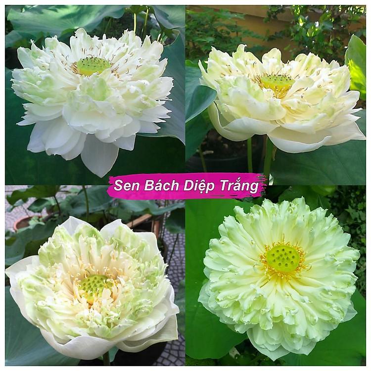 Hạt giống Sen Bách diệp trăm cánh Thái Lan super lotus( Sen quan âm nhiều cánh