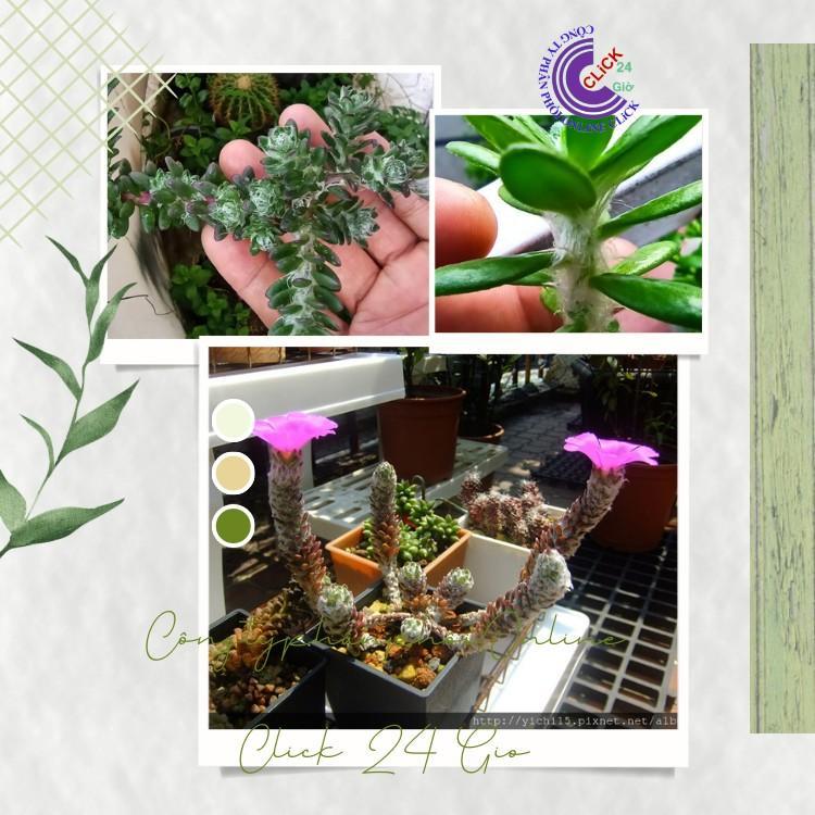 Hoa Mười Giờ Braxin Đẹp Lạ Dễ Trồng Giống Mới Nhập Hoa Mười Giờ Bonsai & Phụ Kiện