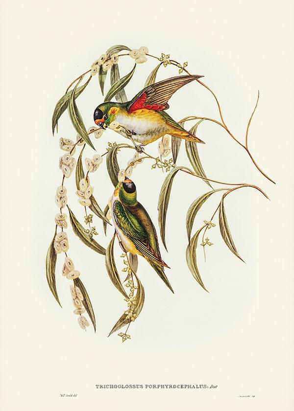 Tranh canvas vintage  - Vẹt (Trichoglossus Porphyrocephalus) - BVT-76