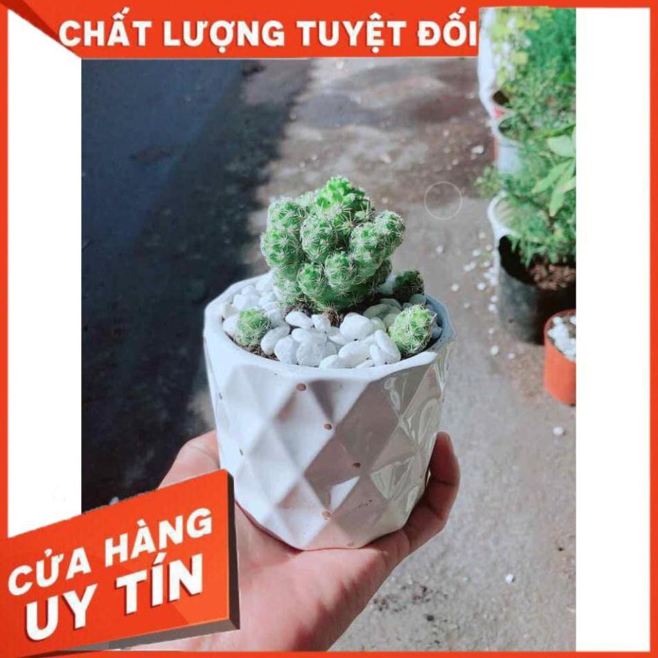 Chậu Xương Rồng Trứng Chim Nhiều Người Mua