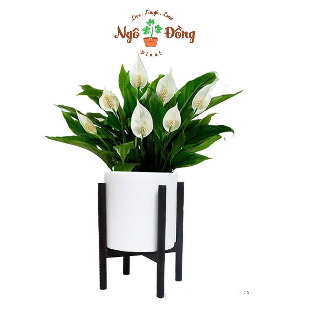 Đôn Kê Nâng Chậu Cây Cảnh Chậu Hoa 1 Tầng C42cm Bằng Gỗ Tràm Tự Nhiên Trang Trí Trong Nhà Ngoài Sân Vườn