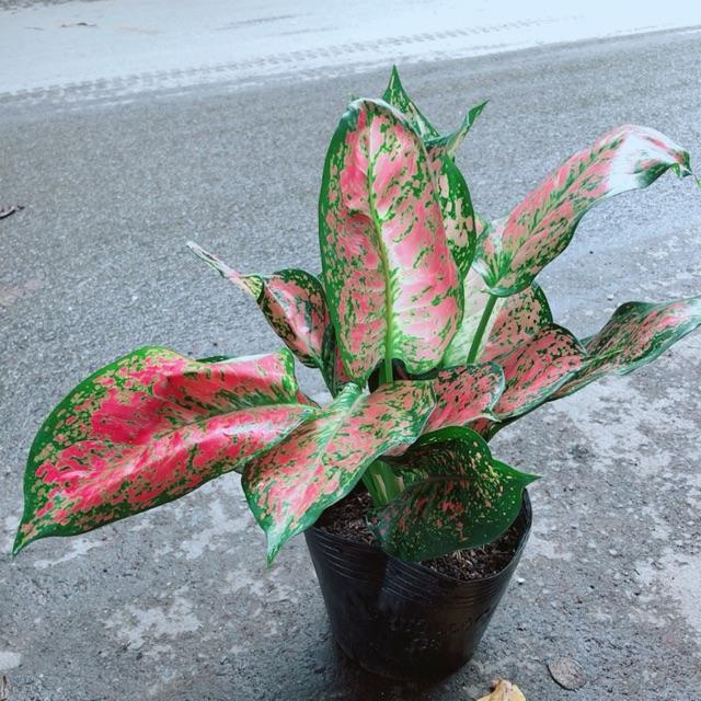 Cây Vạn Lộc