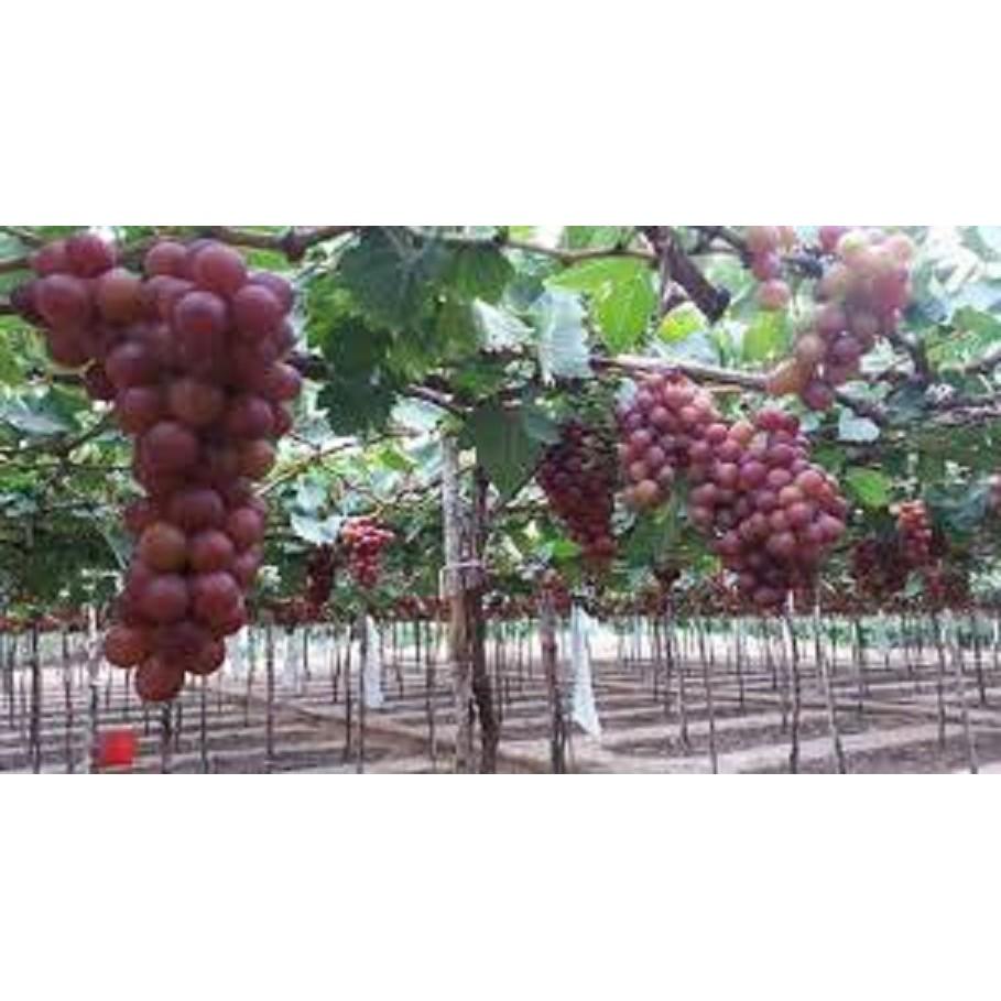 CÂY GIỐNG NHO XANH NINH THUẬN CHUẨN GỐC, SIÊU QUẢ , SIÊU NGON, SIÊU KINH TẾ, CAM KẾT GIỐNG CHUẨN F1