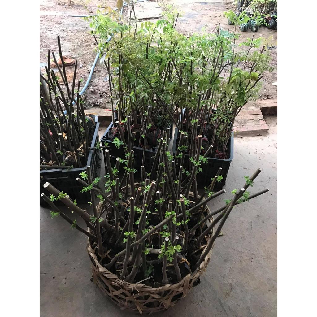 Cây sung mỹ size trung giống chuẩn cao 30-40 cm