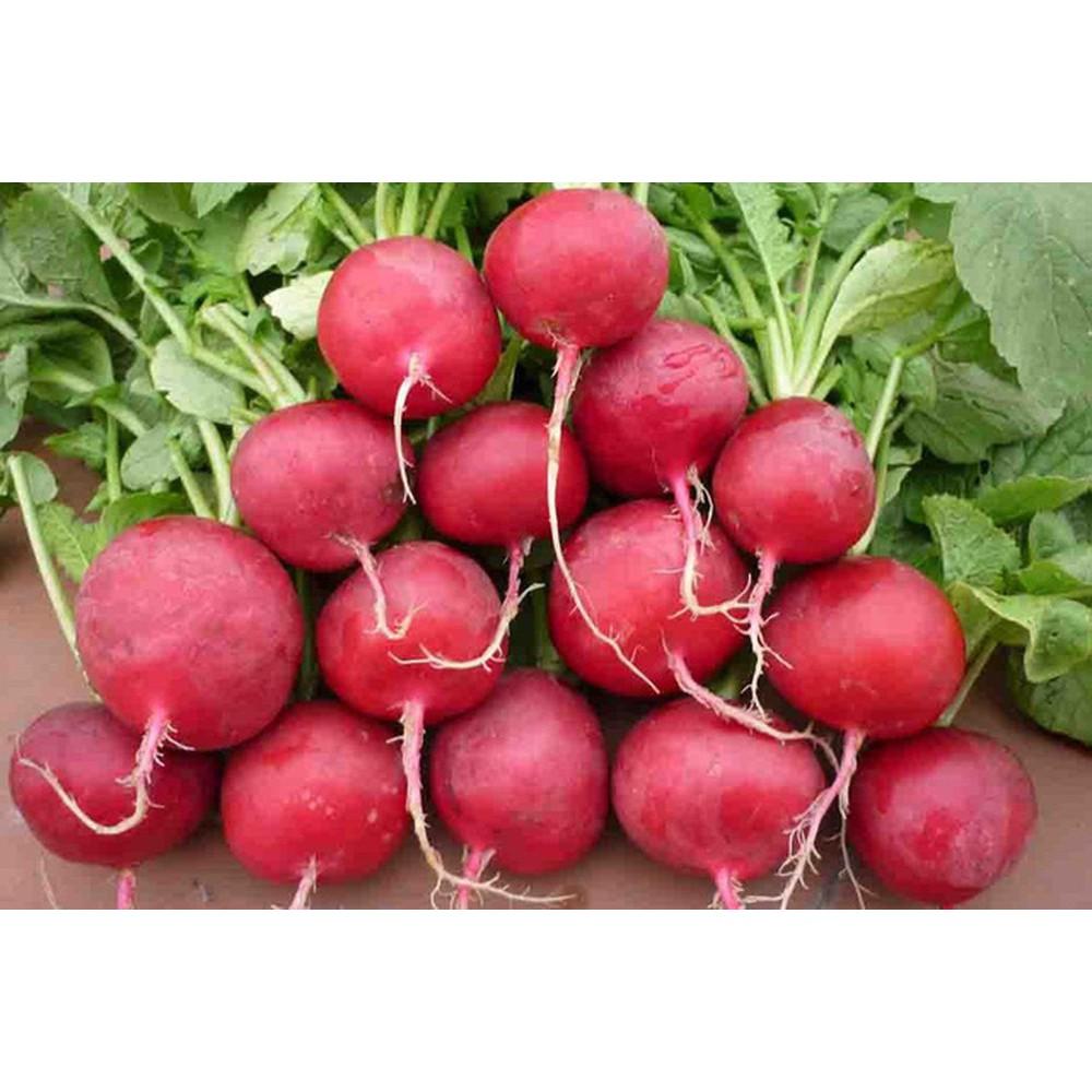 HẠT GIỐNG CẢI CỦ ĐỎ LỚN F1