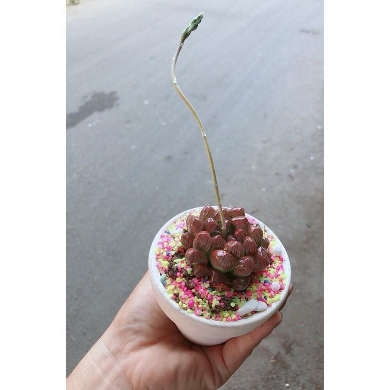 Chậu Cây Kim Cương Copi Đỏ