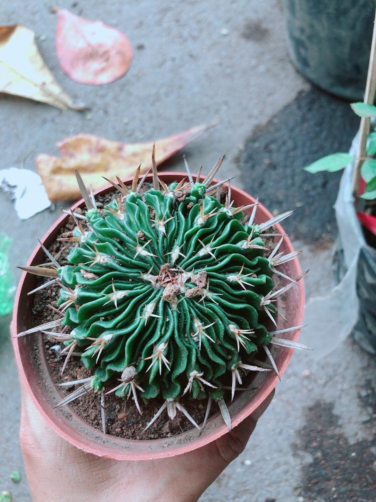 Xương Rồng Trúc Ngọc