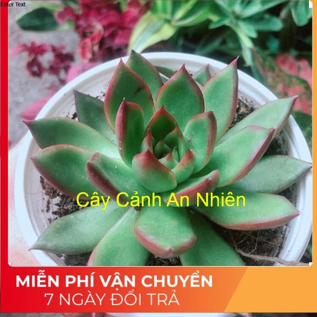 Sen Đá Viền Đỏ