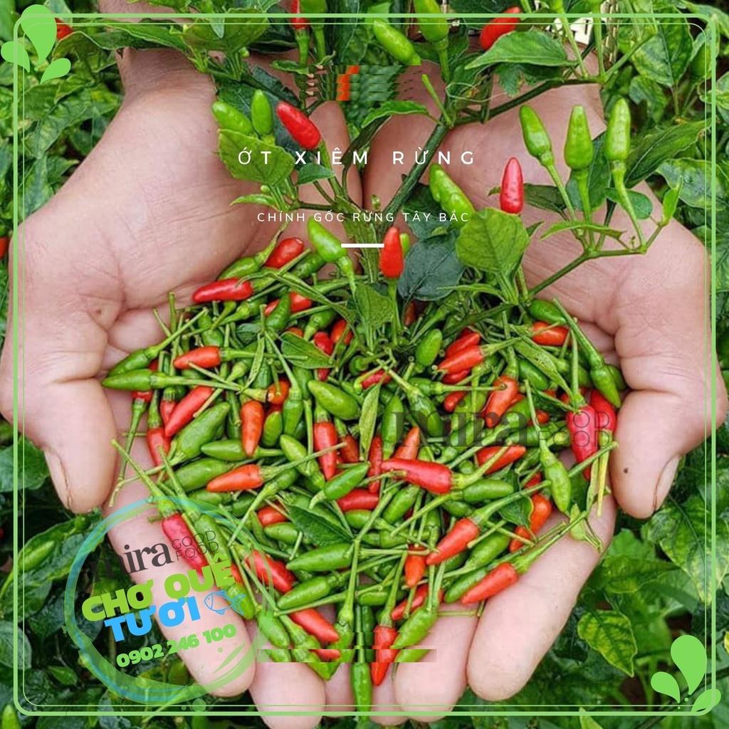Hạt giống ớt xiêm rừng - Ớt thóc KNS3359 - Gói 30 hạt