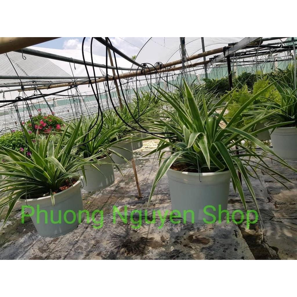 03 Cây Nhện Treo Thanh Lọc Không Khí 981SP 681sp