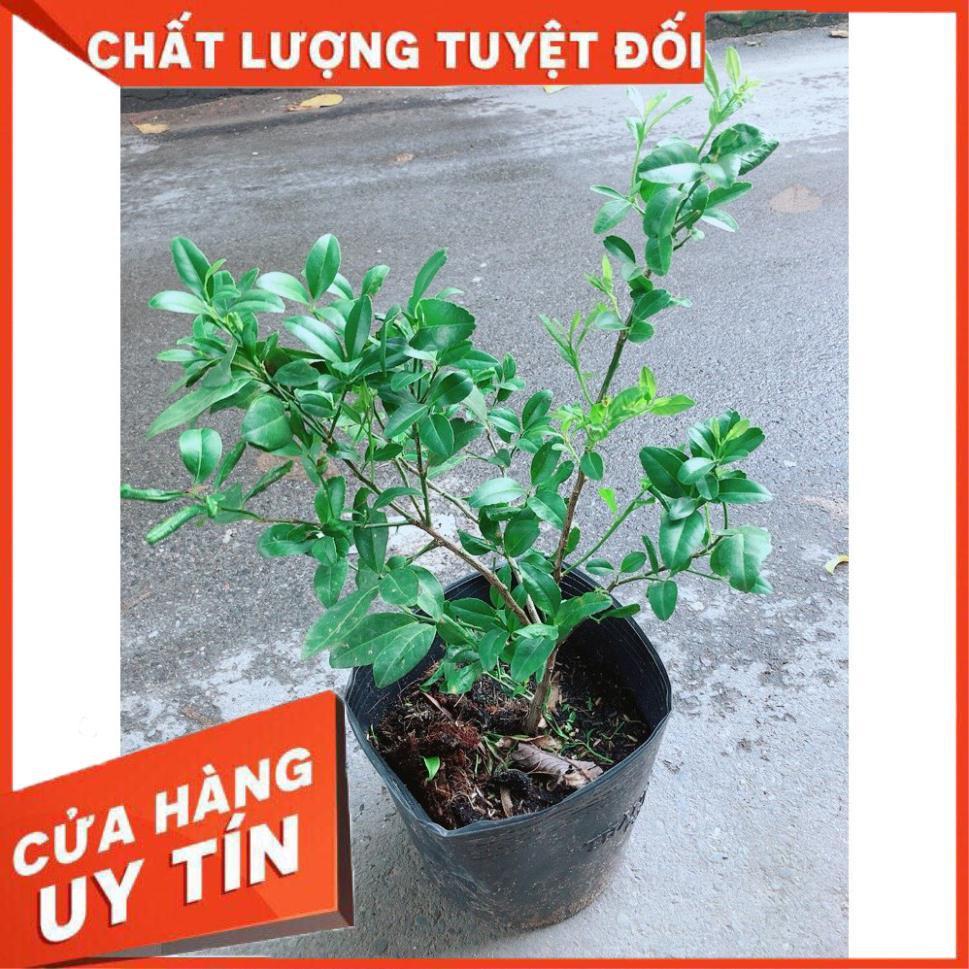 Cây Chanh Ăn Quả Hoặc Làm Gia Vị