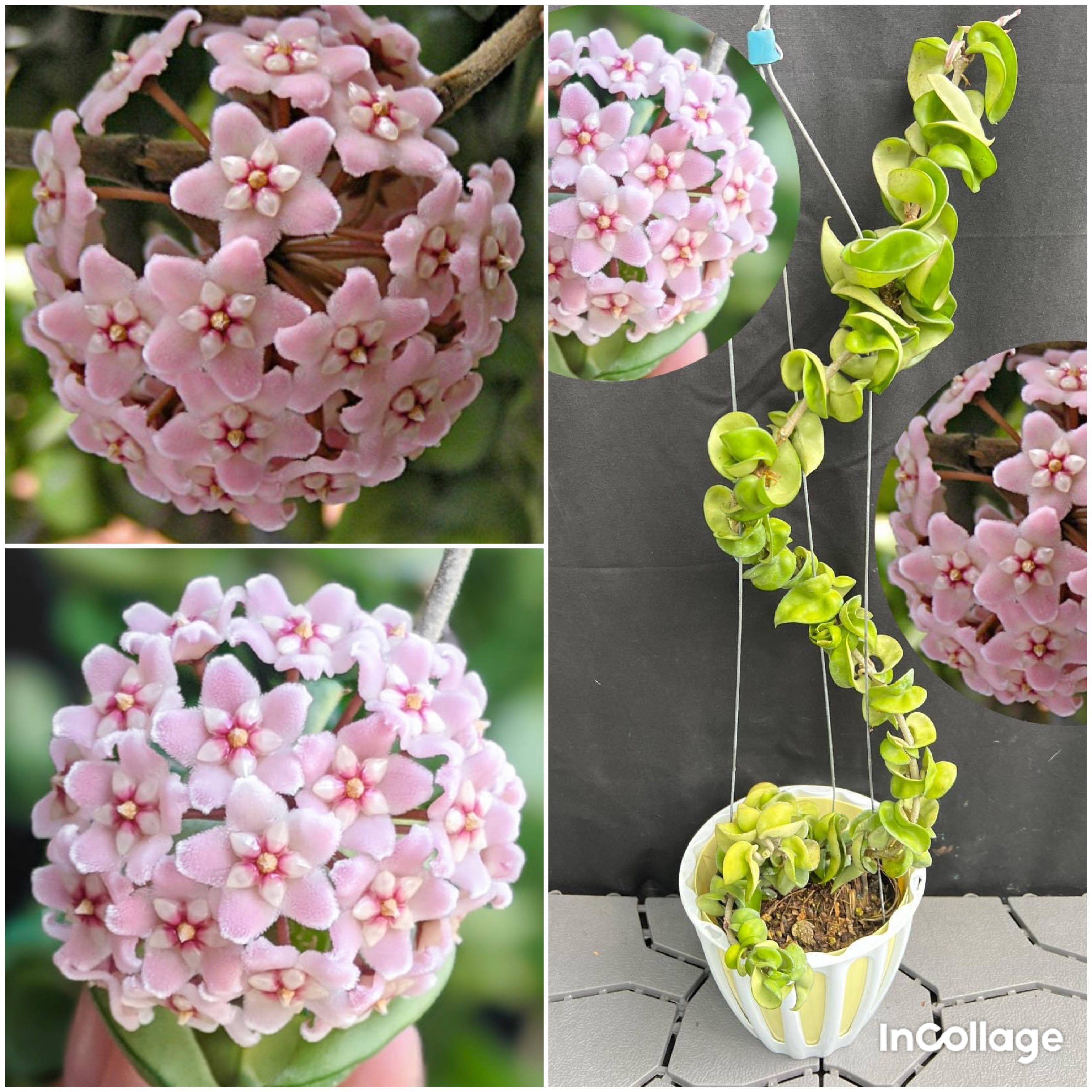 Chậu hoa Cẩm cù compacta lá xoắn kích thước 10cm-15cm thân rủ
