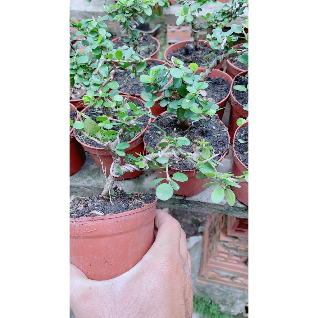 Linh Sam Trái Bonsai