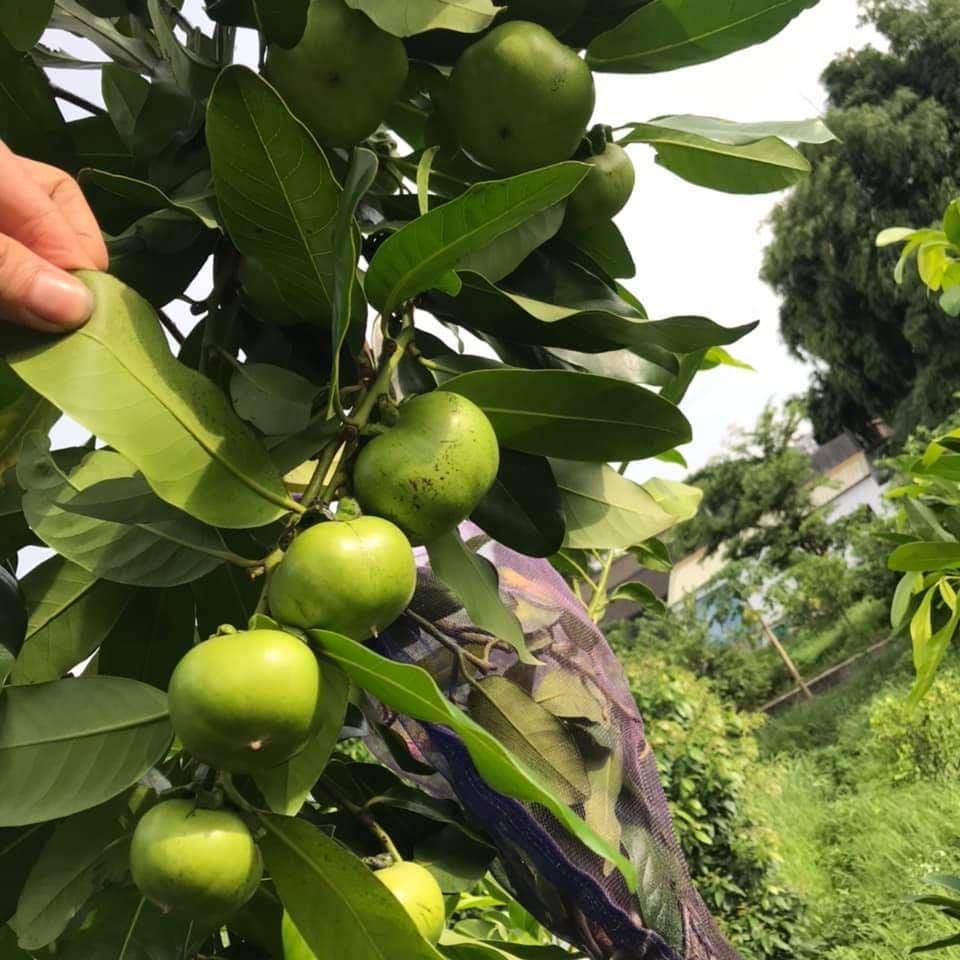 Cây Hồng Socola giống cây mới lạ mới du nhập vào Việt Nam siêu chất lượng, năng suất cao