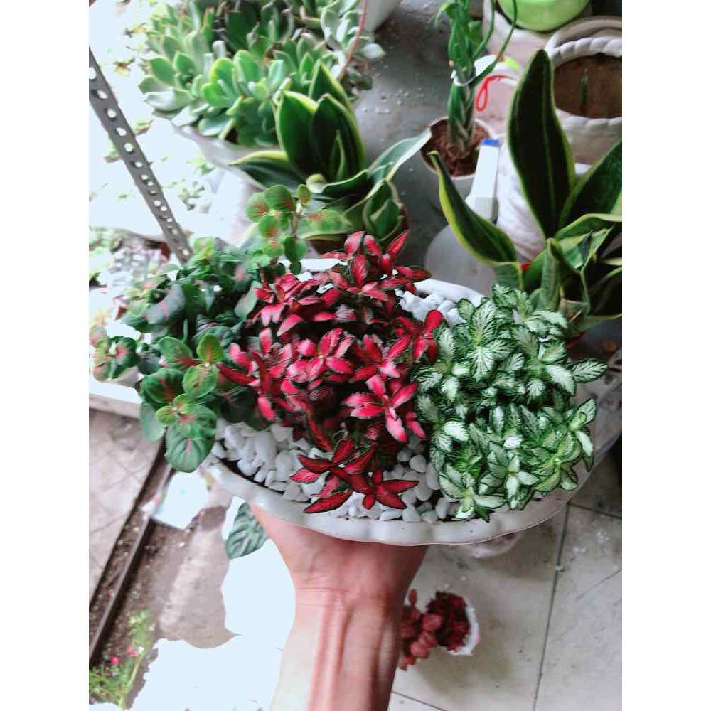 Chậu cây cẩm nhung  Bán Chạy