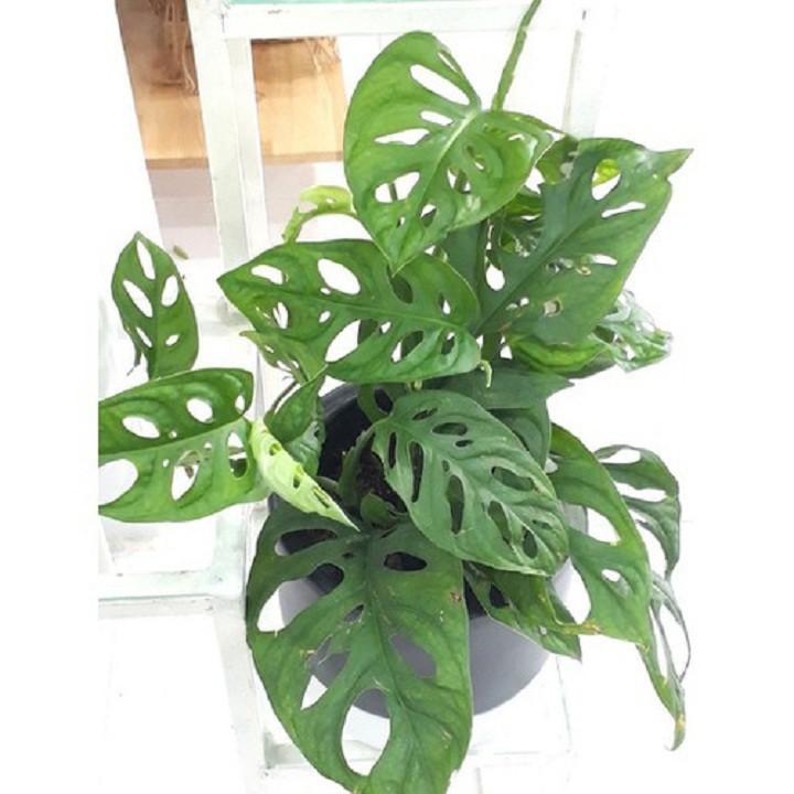 CHẬU CÂY TRẦU BÀ LÁ MƯA ,LOÀI CÂY SANG TRỌNG, QUÝ PHÁI, VƯỢNG TÀI LỘC CHO GIA CHỦ