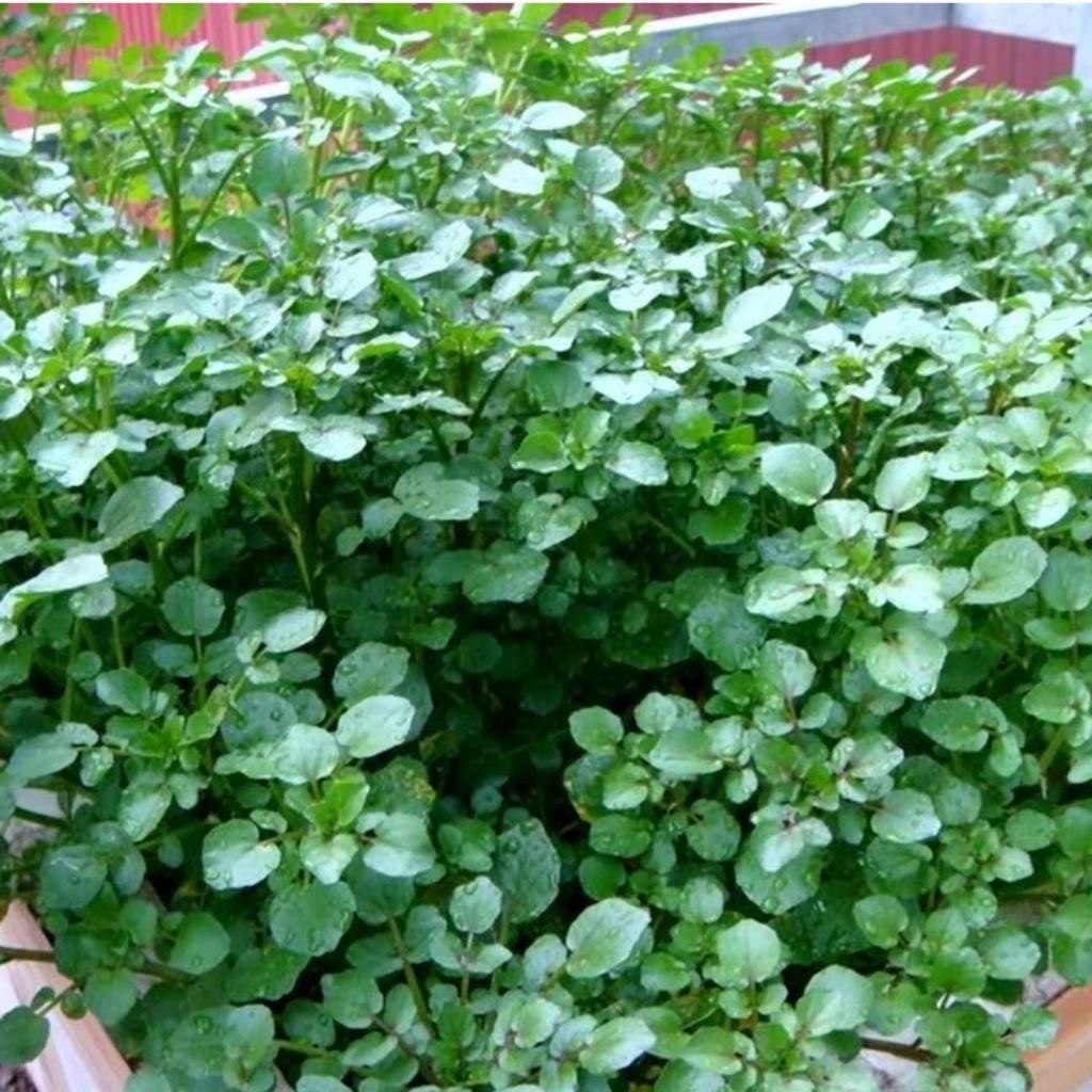 HẠT GIỐNG RAU CẢI XOONG CHẤT LƯỢNG GIỐNG CAO