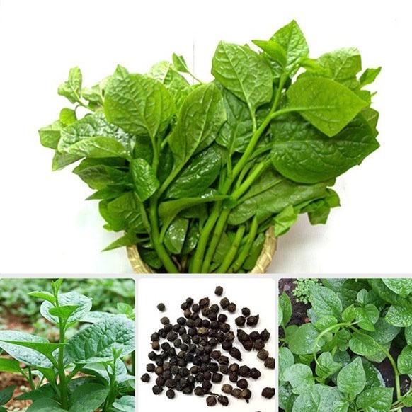 Hạt Giống Rau Mồng Tơi Gói 20g Dễ Trồng - Sinh Trưởng Khỏe