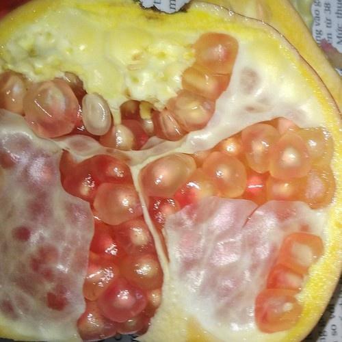 Cây giống Lựu Trắng - Lựu bạch - Lựu ta siêu Trái.