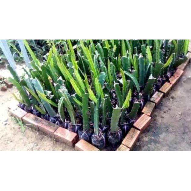 Sản phẩm THANH LONG RUỘT VÀNG MALAIXIA
