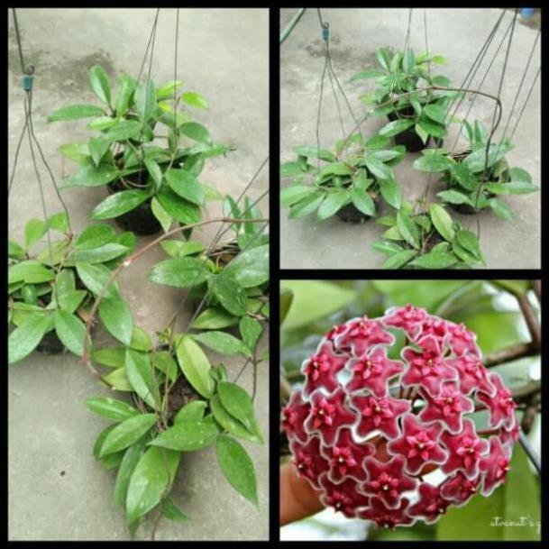 Hoa lan cẩm cù hoa đỏ 60k/ 1 chậu