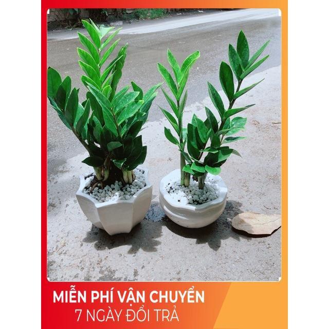 Chậu Kim Tiền