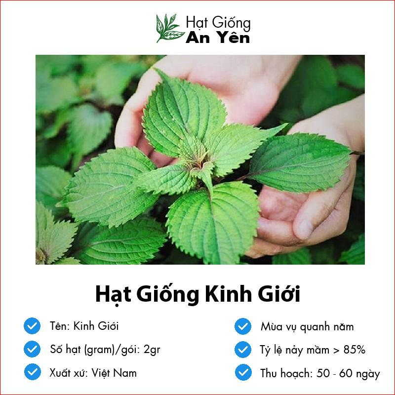 Hạt giống Rau Kinh Giới, thu hoạch sớm, dễ trồng, nảy mầm cao, sinh trưởng khoẻ
